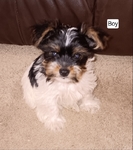 Precious Yorkie Puppies, CKC Registered