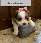SHIH TZU'S