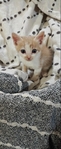 Free Kittens