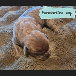 Beautiful Cane Corso (italian mastiff) puppies!