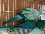 Variety of Birds