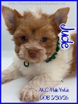 Stunning AKC Male Yorkies