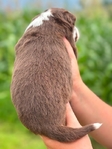 Australian shepherd’s