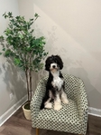 Free Bernedoodle Male