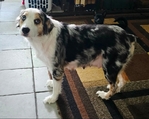 3 year old female full blooded Australian shepherd