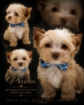AKC Extra Tint Male Blonde Parti Yorkie