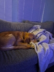 10 month old golden retriever