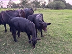 Calves For Sale