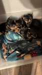 Registered Yorkshire Puppies For Re-Homing