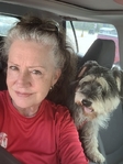 Female Miniature Schnauzer