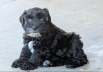 AKC Reg Miniature schnauzer