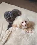 Toy poodle puppies