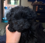 Toy schnauzer puppies