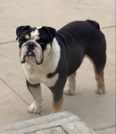 Tri-Color English Bulldog stud