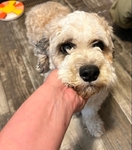 Cocker-Spaniel Poodle Mix