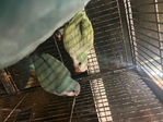 Quaker Parrots & parakeets (3 for sale of each)