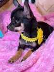 AKC Micro Female Black Tri Chihuahua
