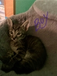 Free kittens to good home!