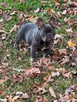 French Bulldog teenage puppies