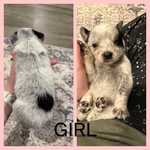 Blue Heeler Puppies