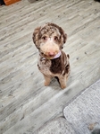 Chocolate merle poodle (female)