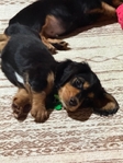 AKC Longhaired Dachshunds - Ready Now
