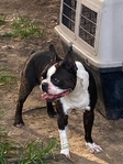 CKC Female Boston Terrier