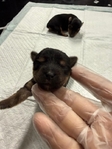 CKC Registered Purebred Yorkie Puppies