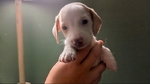 Miniature Daschund