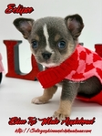 AKC Valentine Applehead Chihuahuas