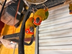 Sun Conures, Quakers, Flame Macaw