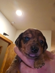 Register Dachshund NAPR