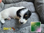 >🐾 Gorgeous AKC Mini Long-Haired Dachshunds (Ready Oct. 9th!) 🐾
