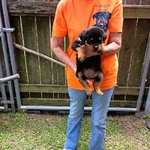 AKC German Rottweiler Puppies