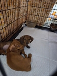 Puppies