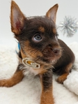 AKC Female & Male ChiYorkie