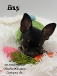 AKC XTiny Female Applehead Chihuahua