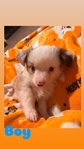 Toy Australian Shepherd Puppies