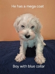 Miniature Schnauzer