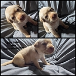 AKC Labrador Retriever Puppies