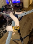 Piedball banana and redfoot for sell