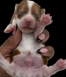 AKC Chocolate & Tan Female Yorkies