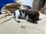 AKC GSP German Pointer Puppies