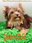 AKC Thick Coated Male Mini Yorkie