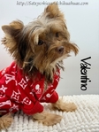 AKC Registered Mini Male Chocolate & Tan Yorkie