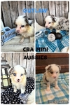 ASDR mini Aussies