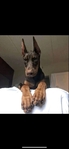 Doberman Puppies for sale