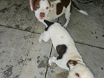 Free terrier puppies