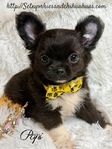 AKC Micro Male AKC Applehead Longcoat Chihuahuas