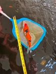 2 Japanese Koi ~11" each